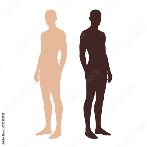 Vector outline illustration of male body