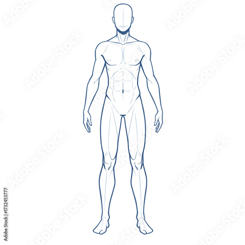 Vector outline illustration of male body