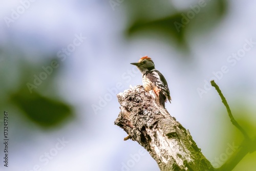 Middle spotted woodpecker (Dendrocopos medius) sitting in a tree trunk