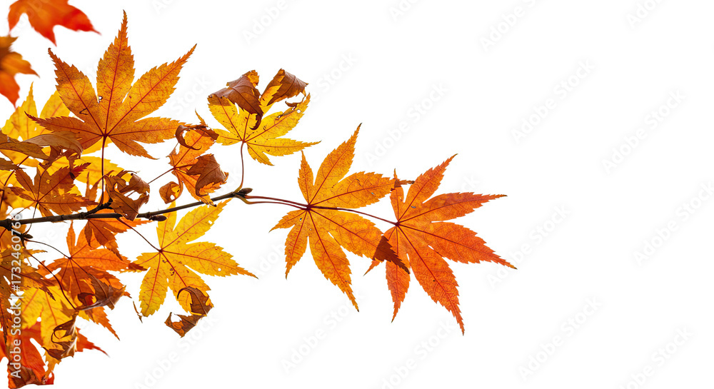 Fototapeta premium Vibrant autumn maple leaves in warm orange and red hues on a branch.