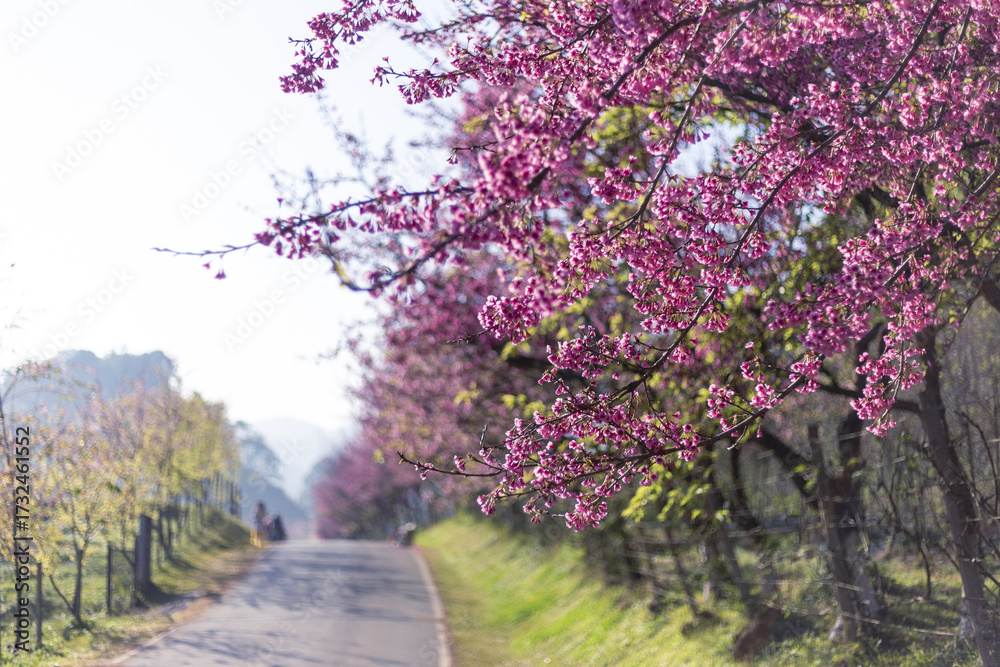Naklejka premium Picturesque road, lined with vibrant pink flower blossom trees, extends through serene spring nature landscape. An outdoor scenic view evokes refreshing and peaceful feeling