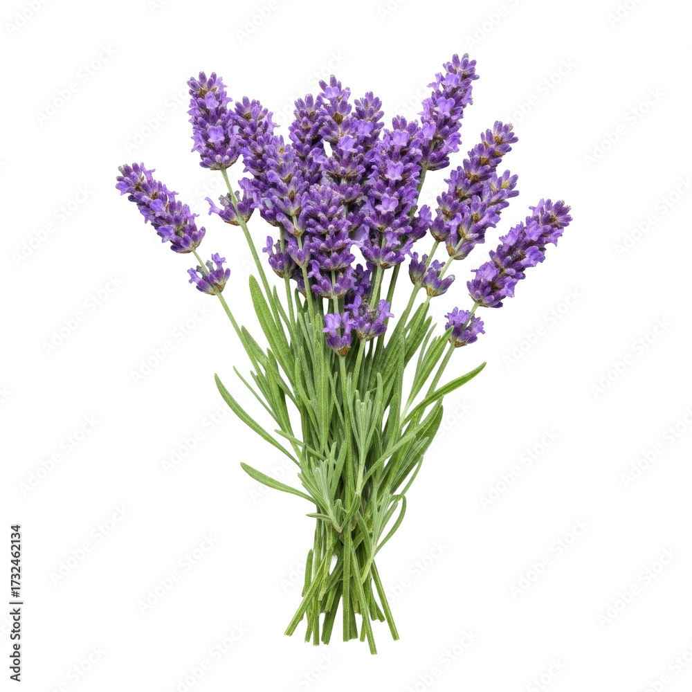 Naklejka premium Freshly cut vibrant purple lavender flowers and green leaves, naturally arranged on transparent, no shadows, top-down, ultra realistic studio product shot concept of botanical purity
