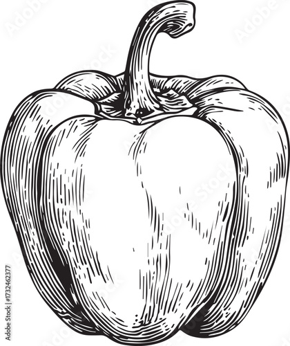 a vector black and white woodcut illustration of an oversized bell pepper, simple design, hand-drawn style, white background, with space