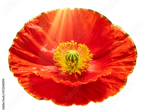 Fantasy Golden-Edged Poppy Bloom with Surreal Glow