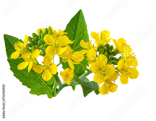  Cluster of Blooming Mustard Flowers with Fresh Leaves