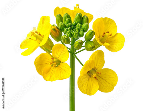 Bright Yellow Mustard Flower with Delicate Green Stem