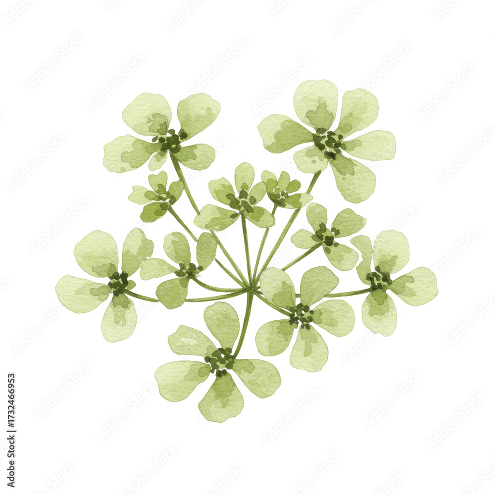 Obraz premium Delicate watercolor illustration of greenish-yellow flower cluster isolated on white background