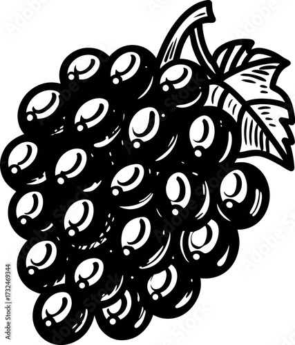 Hand drawn vintage cluster of grapes with leaf in engraved illustration isolated on white background