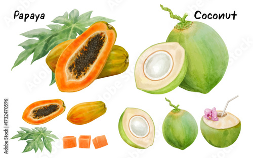 Papaya and Coconut hand drawn watercolor. EPS files isolated on transparent background.