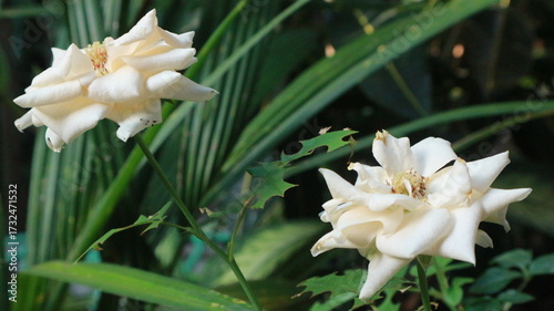 two white rose bloom with the leaf has defect beauty full rose in the wild with background of a lot of leaf