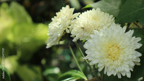 white chrysantemum flower chrisan bloom beautyfull flower with blurred background