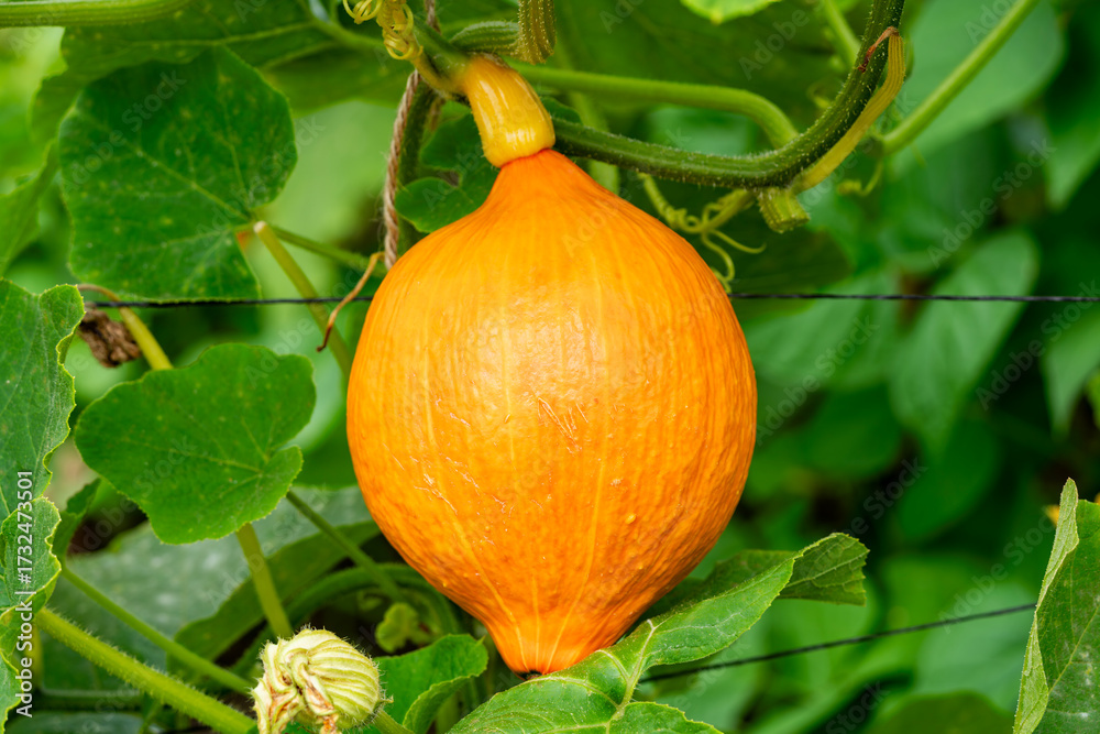 Obraz premium Pumpkin (Cucurbita maxima) 'Red Kuri' an orange winter vegetable squash also known as Uchiki Kuri, allotment gardening stock photo image 