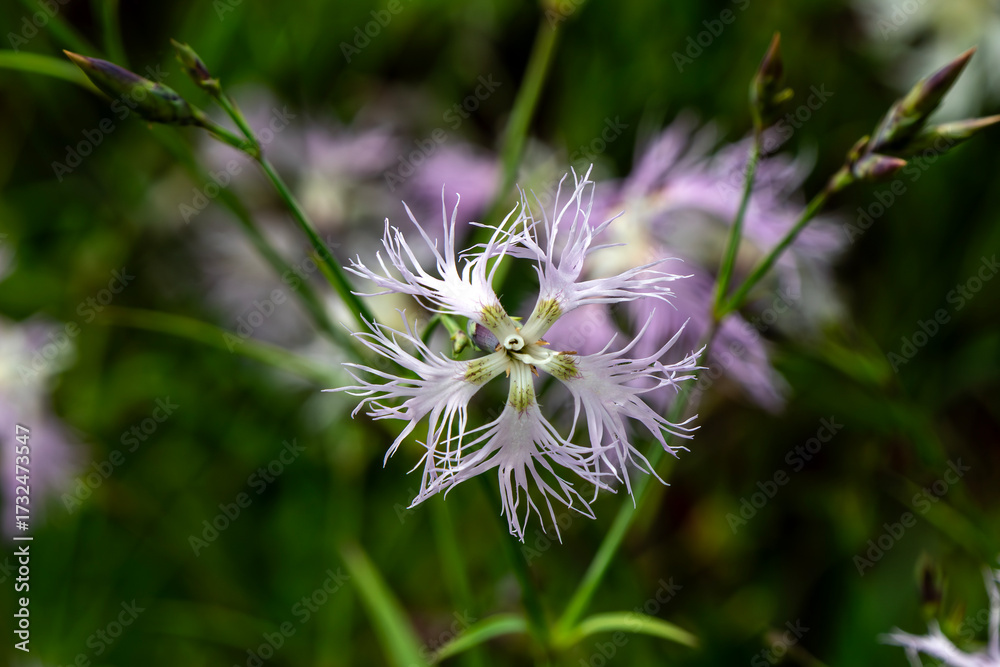 Fototapeta premium Dianthus superbus a summer flowering plant with a lilac pink summertime flower commonly known as fringed pink, gardening stock photo image