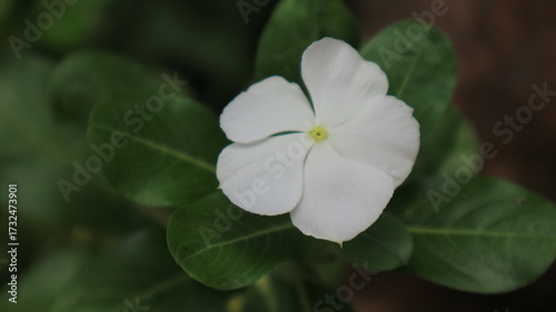white flower in dark exposure blurry Madagascar Periwinkle Rose Periwinkle Old Maid beautyfull white flower