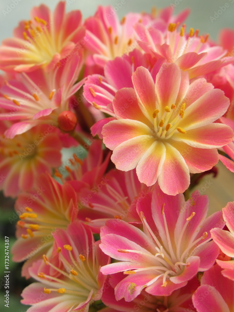 Obraz premium Zbliżenie na kwiaty rośliny z gatunku lewisia