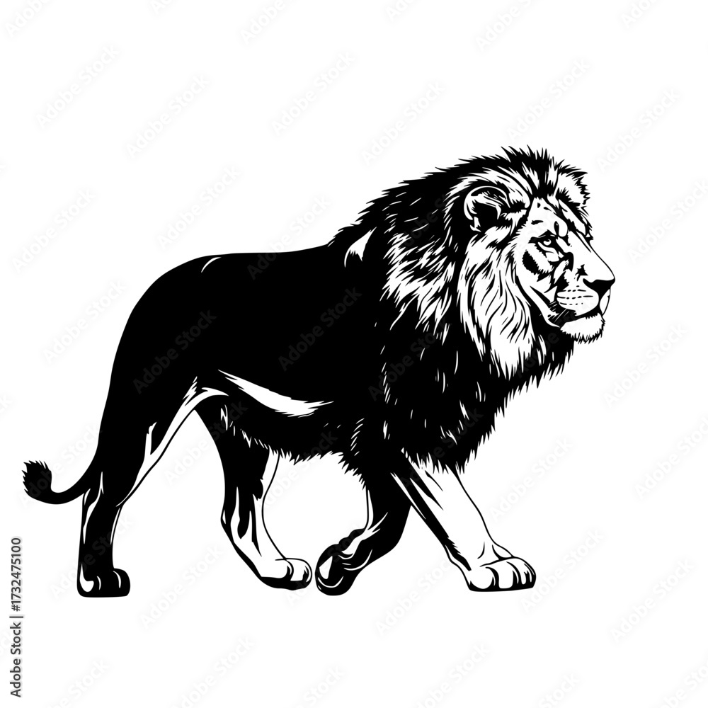 Fototapeta premium Vector art of majestic black and white lion illustration walking