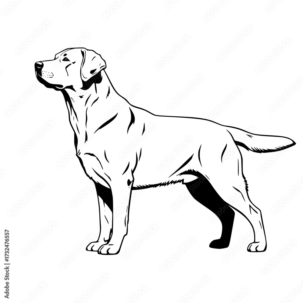 Fototapeta premium Vector art of black and white line drawing of labrador retriever standing