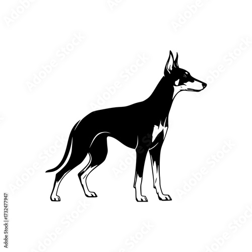Vector art of black and white silhouette of a doberman dog standing