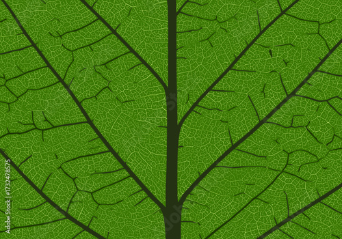 Exploring the intricate patterns of a green leaf nature botanical outdoor setting view natural beauty