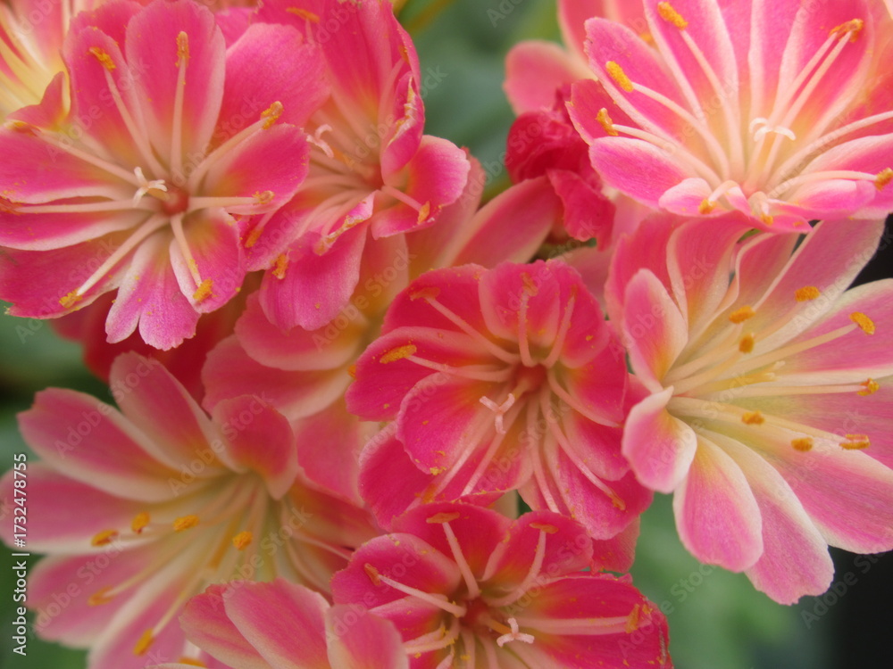 Fototapeta premium Zbliżenie na kwiaty rośliny z gatunku lewisia