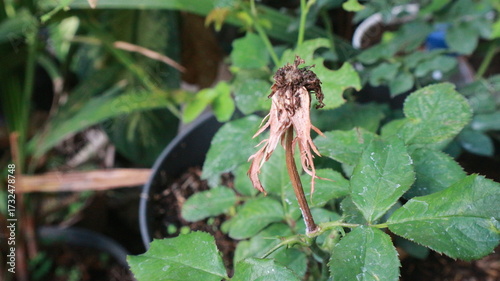 wilted dry rose with beautyfull rose leaf surounding beautyfull botanical background