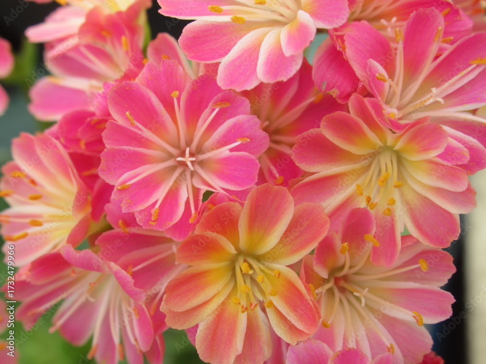 Fototapeta premium Zbliżenie na kwiaty rośliny z gatunku lewisia