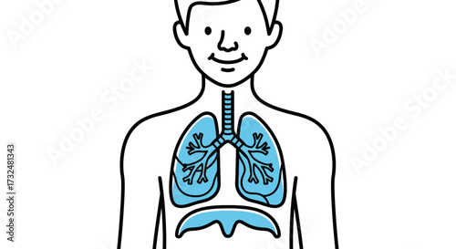 Illustration depicting human respiratory system highlighting the lungs and diaphragm region