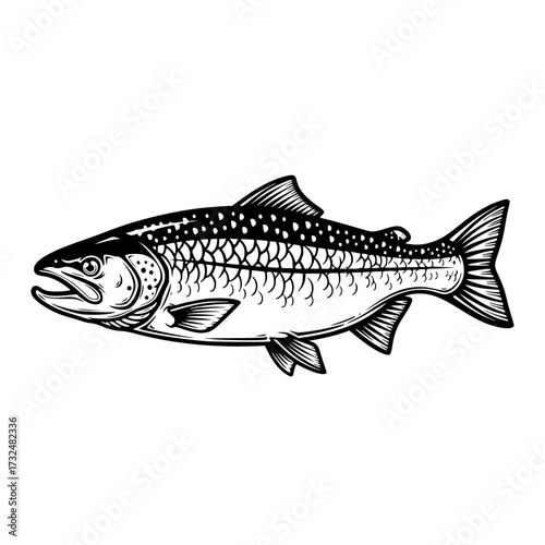 Illustration of salmon fish with detailed scales and fins