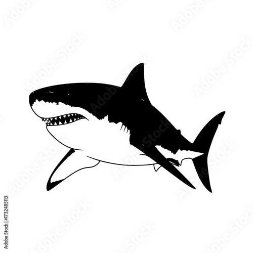 Vector art of great white shark illustration with sharp teeth and streamlined body