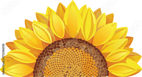 Isolated sunflower head with seeds visible