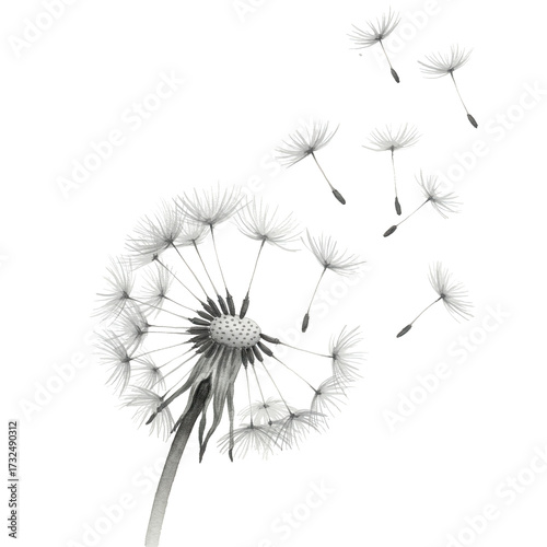 Delicate watercolor dandelion with dispersing seeds and artistic detail isolated on white background