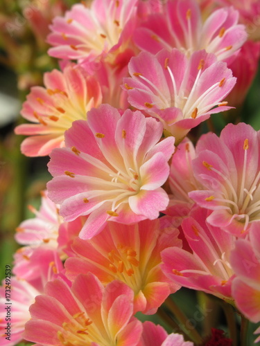 Zbliżenie na kwiaty rośliny z gatunku lewisia