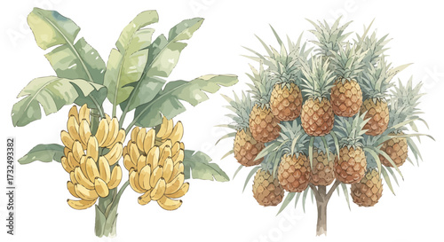 Tropical Fruits: Bananas and Pineapples.