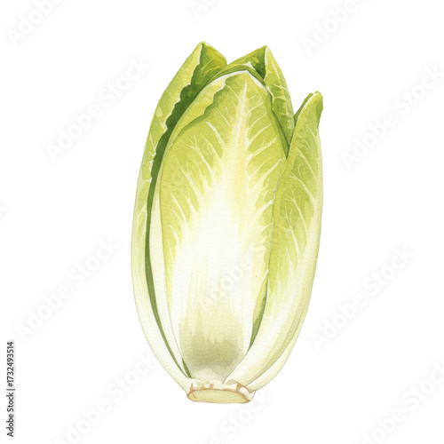 Detailed watercolor illustration of a fresh chicory leaf isolated on white background