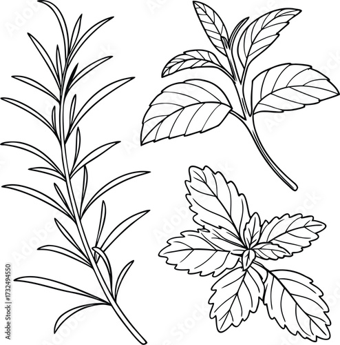 Herbal plant outlines silhouette of mint and basil isolated on transparent background
