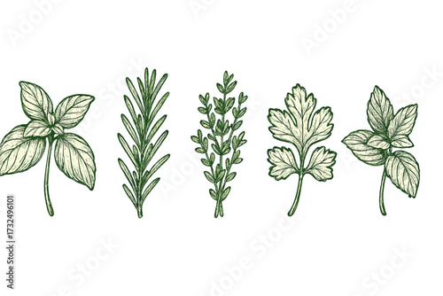Variety of fresh culinary herbs such as basil, rosemary, thyme, parsley, and mint essential for cooking and seasoning