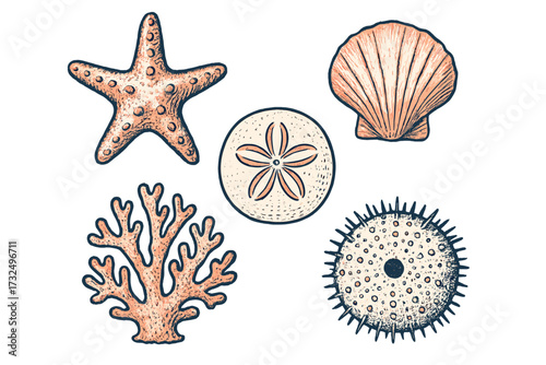 Collection of diverse marine life elements including starfish, coral, sand dollar, scallop shell, and sea urchin