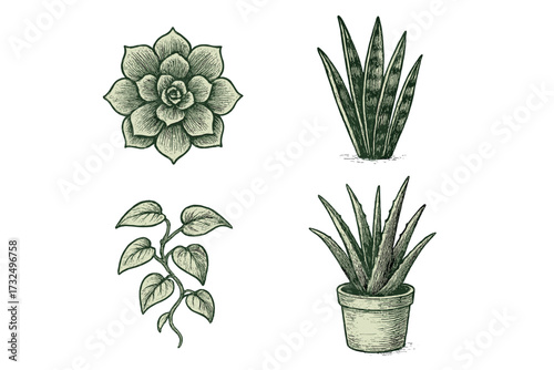 Detailed botanical collection of various hand-drawn succulent and houseplant elements with natural textures and organic shapes