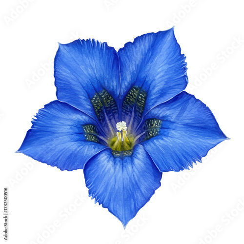 Vivid watercolor depiction of a stunning blue gentian flower in full bloom isolated on white background