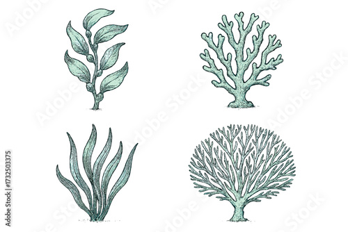 Hand drawn collection of diverse marine plants and coral reef elements for underwater nature designs