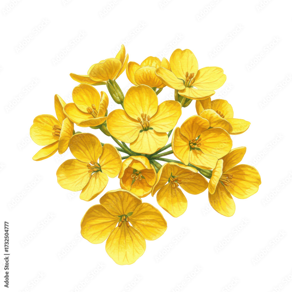 Obraz premium Detailed watercolor illustration of a cluster of bright yellow flowers isolated on white background
