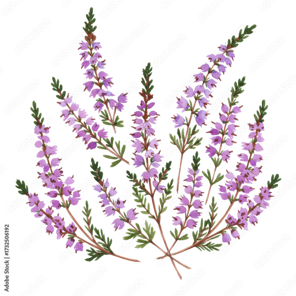 Naklejka premium Watercolor illustration of delicate heather blossoms isolated on white background