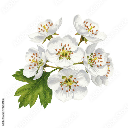 Watercolor painting of hawthorn blossom cluster with detailed stamens isolated on white background
