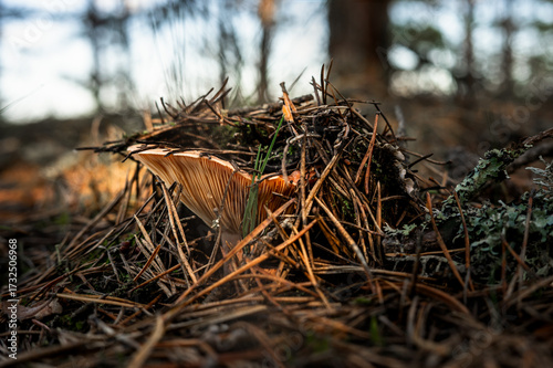 Lactarius deliciosus, commonly known as the saffron milk cap and red pine mushroom growing in the forest