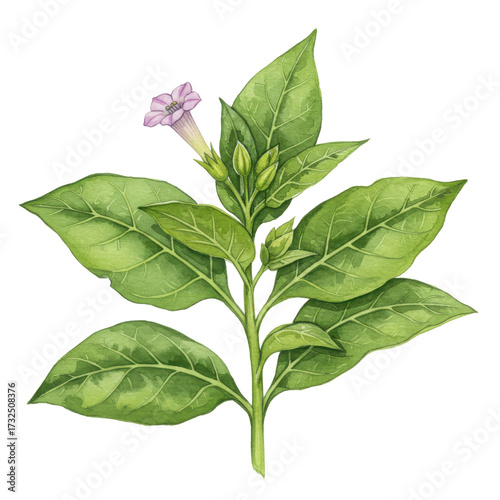 Watercolor tobacco plant with delicate lavender flower and budding green leaves isolated on white background