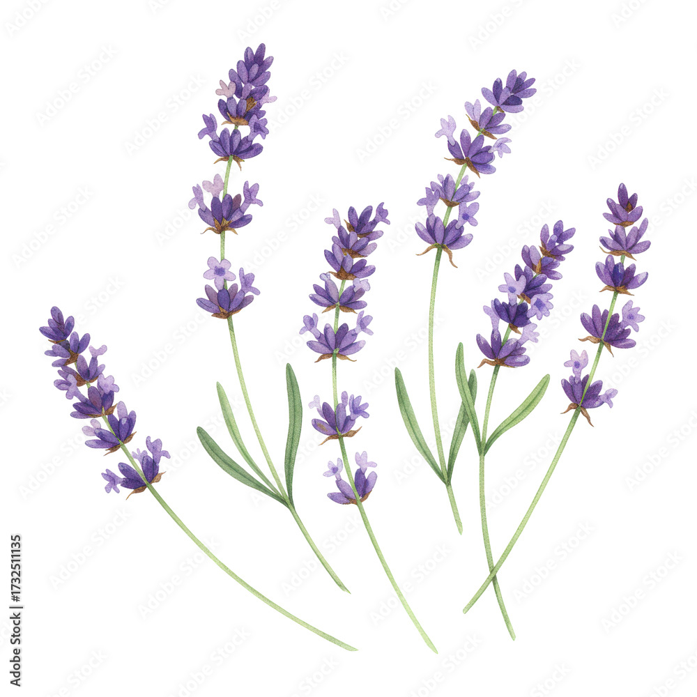 Naklejka premium Watercolor lavender sprigs with delicate purple blooms and green stems isolated on white background