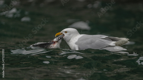 View of a glaucous gull, its white and gray plumage gleaming, fiercely clutching a baby guillemot in its beak amidst the dark, rippling waters, Longyearbyen, Svalbard and Jan Mayen.