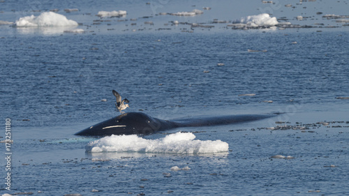 View of a north atlantic right whale surfacing amidst icy waters, a bird perched atop its sleek, dark form, all under the bright Arctic sky, Longyearbyen, Svalbard, Svalbard and Jan Mayen.