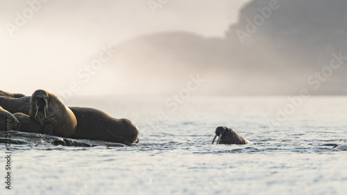 View of walruses basking on rocky shores and swimming in the tranquil, shimmering waters under a misty sky, Longyearbyen, Svalbard, Svalbard and Jan Mayen.