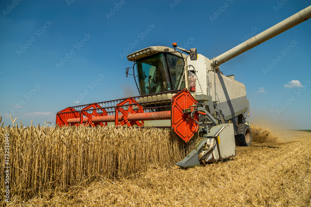 Fototapeta premium Harvesting wheat with modern combine harvester